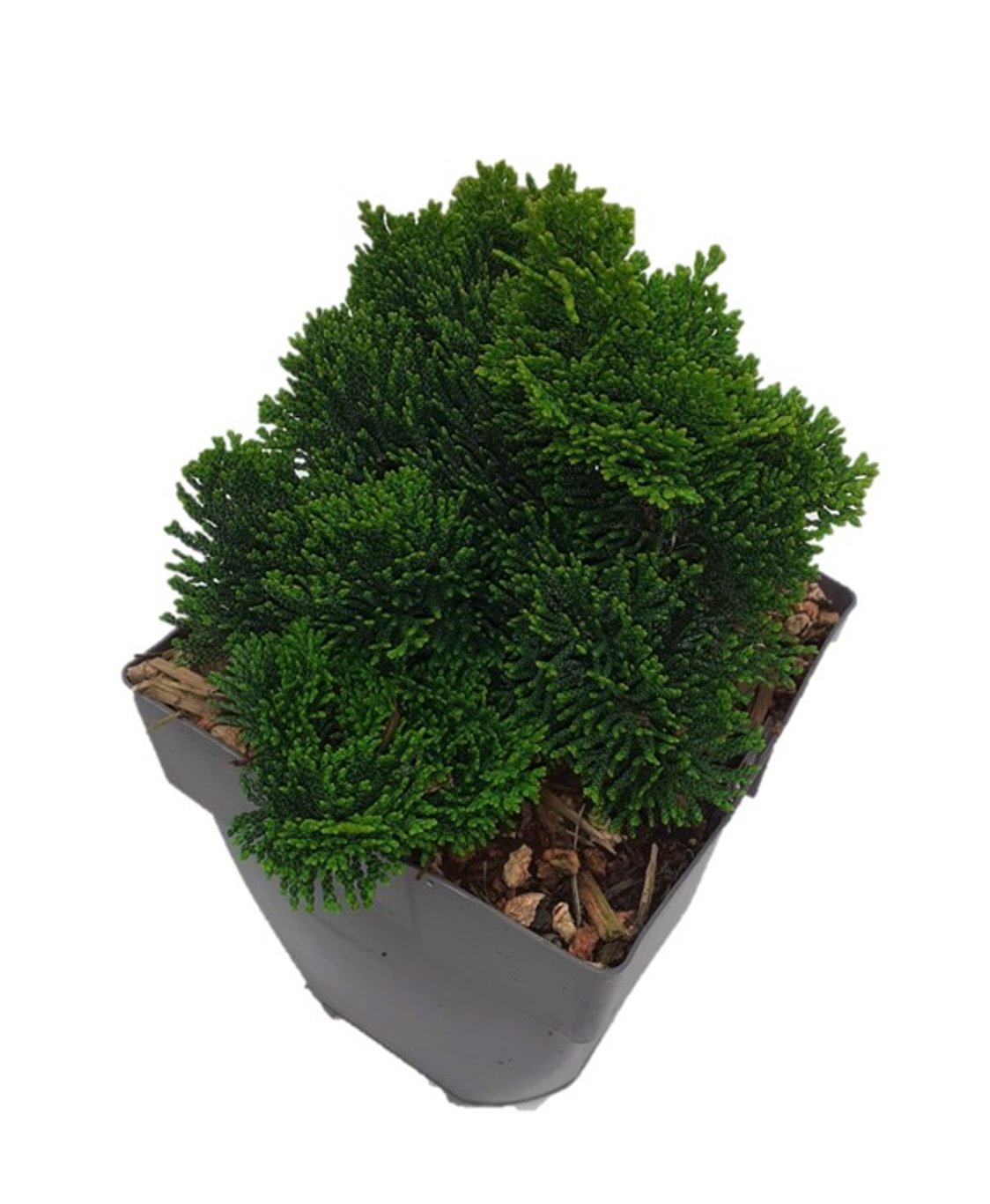 Chamaecyparis o. 'Nana Gracilis' - C2